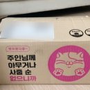코드펫 이미지