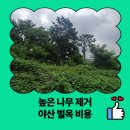 초성4리 마을회관 | 높은 나무 제거 야산 벌목 비용