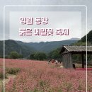 메밀꽃회관 | [강원도 영월 여행] 동강 붉은 메밀꽃 축제 솔직 후기