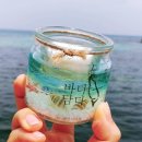블랭크 애견샵 | 제주 구좌읍 맛집 탐방: "커피 와 김밥의 선 넘는 만남?" 돌문어 김밥 한 입에 바다를 품다! 카페...