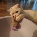 고양이 방석 펄프매트 스튜디오 얼라이브 일루온매트