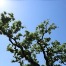 구.울산초 이미지