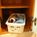 체온UP다이어트 이미지