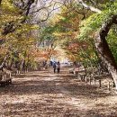 만추관목