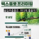 솔잎 | 렉스플로 프리미엄 후기 폐건강 솔잎추출물 비타민E효능 혈행관리