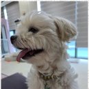 행복한 강아지 | 배곧애견호텔 우리 아이의 행복한 하룻밤! 강아지 호텔 후기