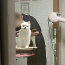 효효그루밍 이미지