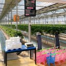 성연농장 | 아기랑 가볼만한곳 추천 고양 일산 딸기체험 성연딸기농장 내돈내산 후기