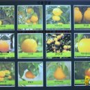 감귤박물관 이미지