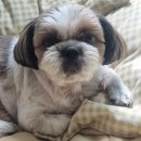 댕쓰마켓 | 내돈내산) 배민러버의 부산 수영구 :: 댕쓰마켓에서 강아지 무방부제간식 배달을 시켜봤어요!