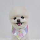 허니비 펫살롱 이미지