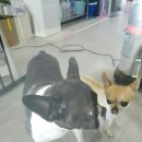 멍멍아 미용하자 | 프렌치불독 똘이, 치와와 별이 남매