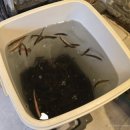 김미정남원추어탕삼계탕 이미지