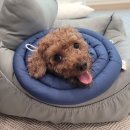 로뎀나무의원 이미지