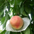 선아농장 이미지