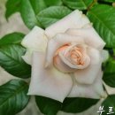 부르트