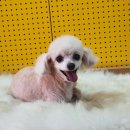 도그스푼 이미지