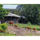 사곡목장 이미지