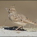 뿔종다리(Crested Lark) 이미지