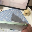 아이패드 에어 6세대 11인치 &lt;스페이스 그레이&gt; 개봉후기