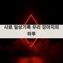 강아지의 하루 | 사료 일상기록 우리 강아지의 하루