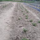 땅콩부동산공인중개사사무소 이미지