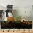 저 동거어(魚)가 생겼어요