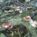 자연산 표고버섯 판매-표고버섯의 효능 복용법-종양억제- 이미지