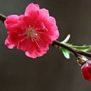 대두목장 이미지