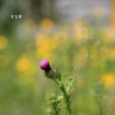 안성장의 이미지