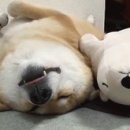짝꿍아로마