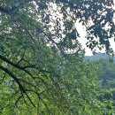 돌배나무 민박 이미지