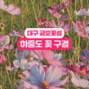 금호공원 맞은편 | 대구 야외 데이트 | 대구 금호꽃섬, 하중도에서 꽃 구경 후기(코스모스, 댑싸리, 백일호)