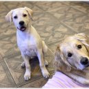 아이조아요양호텔 이미지