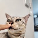 고양이용품 김집사 고양이 낚시대 사용후기