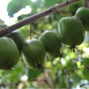 한국한약 이미지