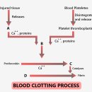 (자)서림환경(합정동) | 상처조직의 치유과정과 염증에 대해서(About Healing Process of Wound Tissue and Inflammation)