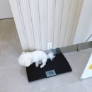 위시티 동물병원 | 일산동구 위시티 식사동 동물병원 에드워드동물병원 강아지 건강검진 후기