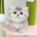 청담고양이 이미지