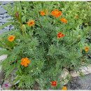 대구민박 이미지