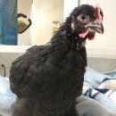스텐다드블랙 Daum카페