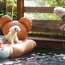 토토멍 애견풀빌라 이미지