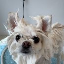 도도애견샵 | [창원애견미용] 몽니드 포메라니언 가위컷 후기🐾 풍성한 물개컷으로 새롭게 태어난 소금이