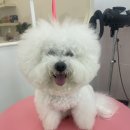 단비네펫살롱 이미지