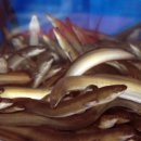 싱싱참숯장어 본점 이미지