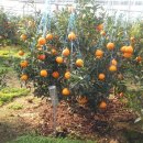 승명농장 이미지