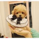 플랜멍 강아지분양 대구본점 이미지