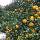 신희농장 이미지