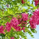 3월 28일 오늘의 탄생화 꽃아까시나무 이미지