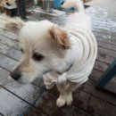 태양이발